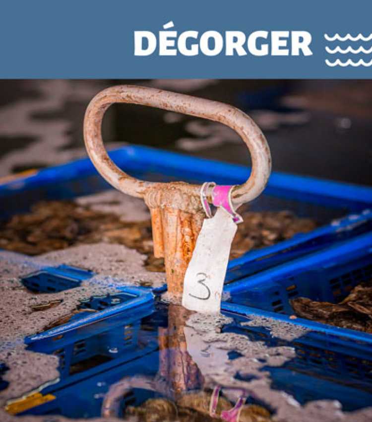Ostréiculteur - Dégorger des huîtres