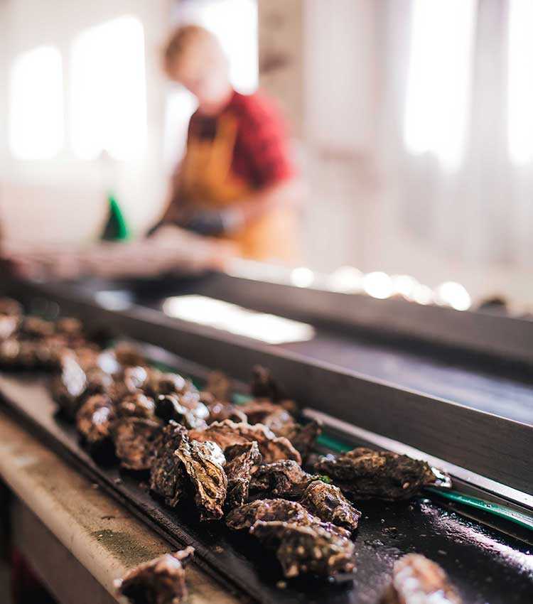 Devenir Ostréiculteur Ostréicultrice en Charente Maritime | CRC Comité Régional de la conchyliculture 17